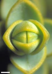 Veronica buchananii. Apical view of leaf bud, showing that it is surrounded by several imbricate and partly separated leaf pairs. Scale = 1 mm.
 Image: W.M. Malcolm © Te Papa CC-BY-NC 3.0 NZ